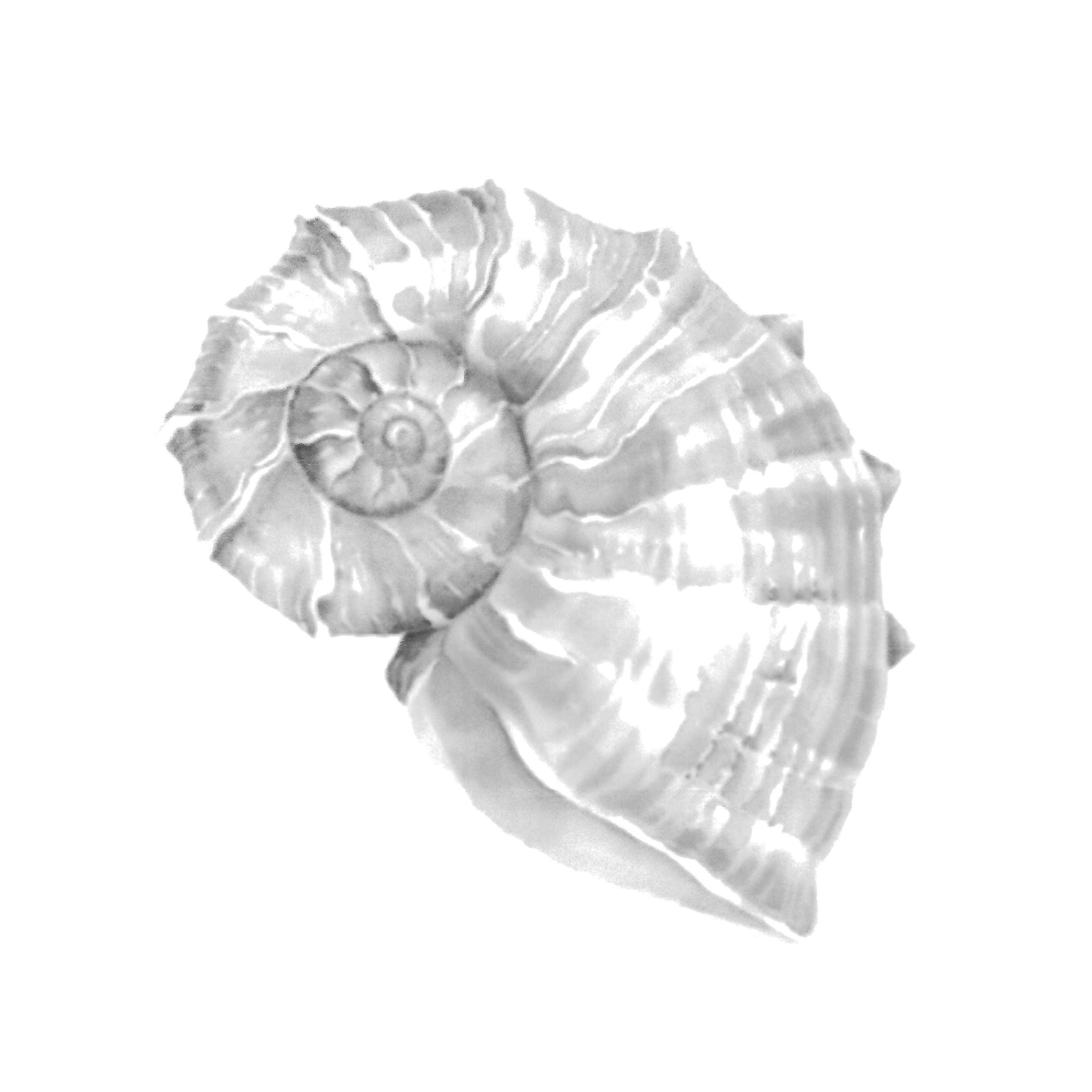 She Sells Sea Shells Cookie Cutter STL Files - Image 4